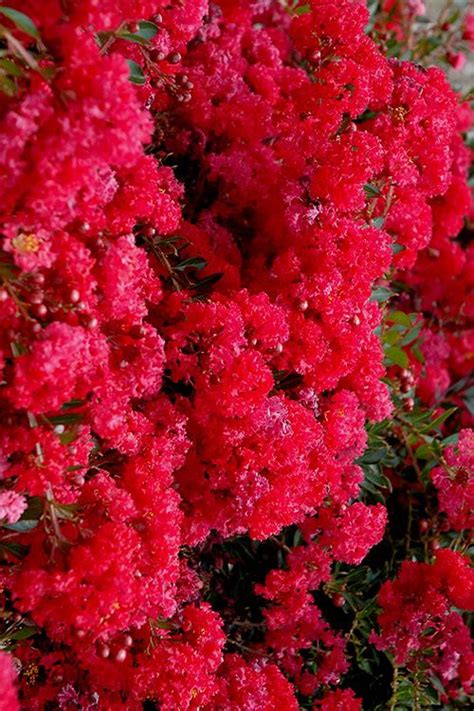 We did not find results for: Buy Cherry Dazzle Dwarf Crape Myrtle - FREE SHIPPING - 3 ...