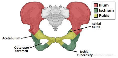 Pelvic Girdle Bones Anatomy Labeled Diagram Study Com