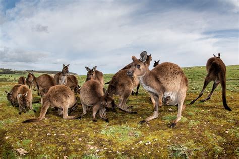 Likewise, europe and asia are attached creating eurasia. A Kangaroo Island tra la natura che rinasce - Lonely Planet