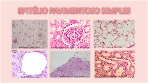 Histologia And Embriologia Para Fisioterapia Epitélio Pavimentoso Simples