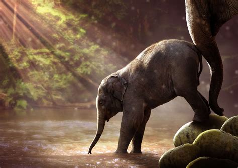 world elephant day history and celebrations earth reminder riset