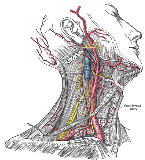 Head And Neck Anatomy Wikiwand