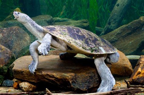 Happy World Turtle Day Facebook River Turtle Turtle World Turtle Day