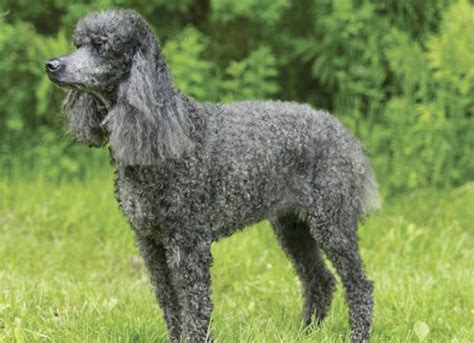 Learn About The Standard Poodle Dog Breed From A Trusted