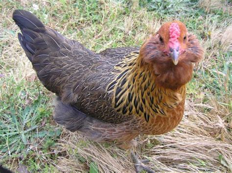 Show Some Pictures Of Your Araucanas Ameraucanas Or Ees Page Backyard Chickens