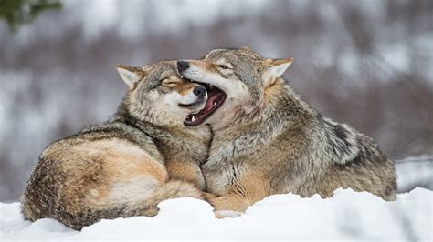 25 Fun Facts about Wolves You Did Not Know - Shit Facts