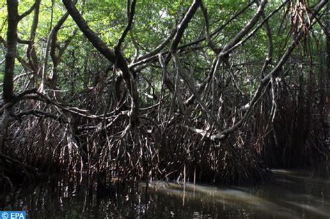 Gabon Découverte Des Plus Hautes Mangroves Du Monde Atteignant 60 Mètres