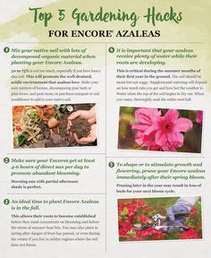 Maybe you would like to learn more about one of these? Top 5 Gardening Tips for Encore Azaleas | Gardening tips, Pruning azaleas, Fall plants