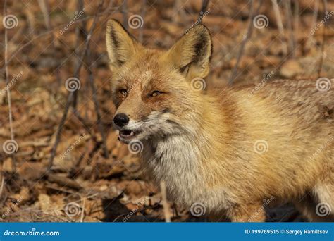 The Aggressive Fox Looks Threatening Stock Image Image Of Looks