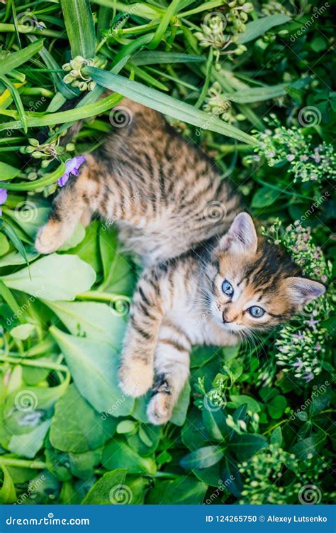 Cute Tabby Little Kitten In The Grass Stock Photo Image Of Playful