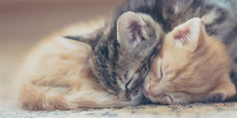 Heres Why You Should Spend More Time Cuddling With Your Cats