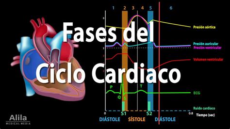 Fases Del Ciclo Cardiaco Y El Esquema De Wiggers Animación Alila
