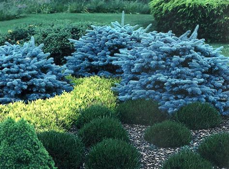 Picea Pungens Montgomery Dwarf Globe Blue Spruce Shrubs For