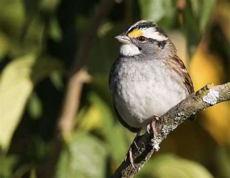 White Throated Sparrow Wildlife In Nature