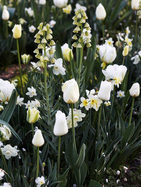 21 White Spring Flowering Bulbs Ideas White Flowers White Gardens