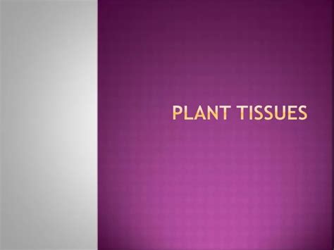 Ppt Plant Tissues Powerpoint Presentation Free Download Id1931801