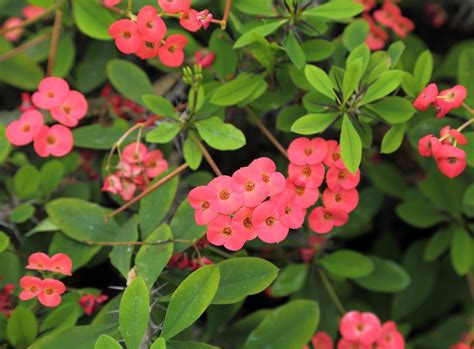 The plant's name has biblical connotations — it's believed that the crown of thorns worn by jesus christ as his crucifixion was made with the stems of this plant. Crown Of Thorns Pruning Guide - Tips For Trimming A Crown ...