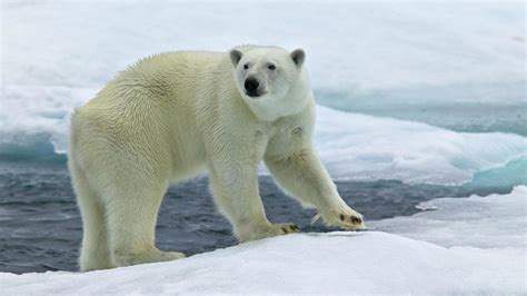 Polar Bears Wallpapers 61 Images