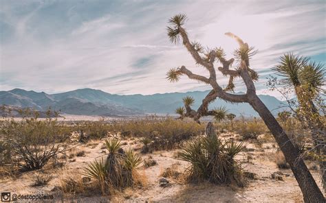 Mojave High Desert Ca Oc 2560x1600 Reddit Nature Photos