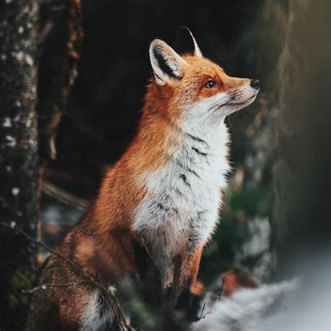 Red Foxes Everything You Need To Know About Red Foxes （2018） Pest Wiki