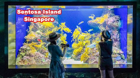 The Best Of Sea Aquarium Singapore 2023 Resorts World Sentosa