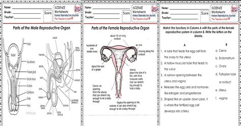 Science V Human Reproductive Worksheets The Teachers Craft