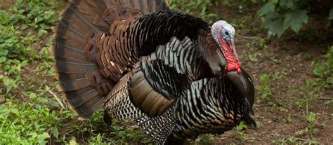 International classification of diseases, tenth revision *. 20 Wacky ICD-10 Codes for Thanksgiving - MedicalCodingNews.Org