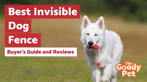 7 Best Invisible Dog Fence Systems March 2020 Thegoodypet