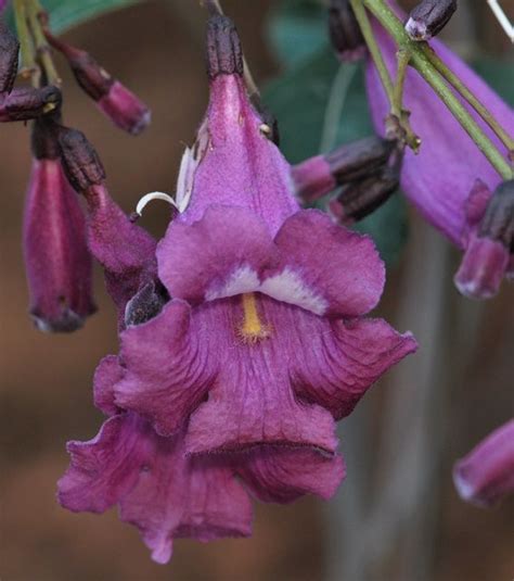 🌿jacaranda Caroba Vell Dc Bignoniaceae 🌿espécie Nativa E Endêmica Do Brasil Ocorre No