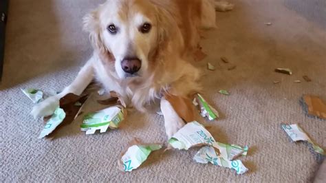 Guilty Dog Made A Huge Mess Shredding A Cardboard Soda Box English