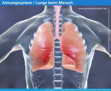 Alle Erkrankungen Der Lunge Beim Menschen Dr Stephan