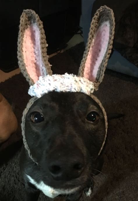 Easter Bunnie Snood For Dogs Crochet Dog Hat Crochet Humor Crochet