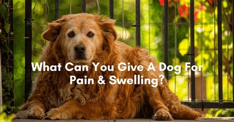 Check spelling or type a new query. What Can You Give A Dog For Pain And Swelling?