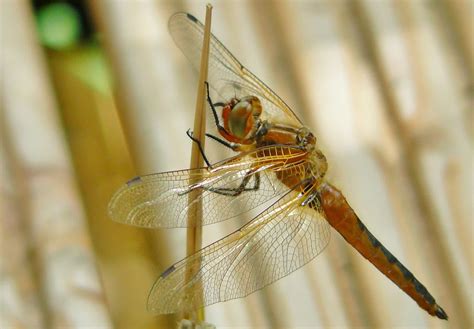 Free Picture Nature Insect Wildlife Dragonfly Animal Arthropod