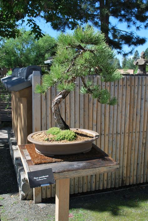 Pinus Ponderosa Pine Bonsai Colorado Rocky Mountain Bonsai Suiseki