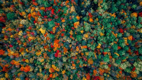 Autumn Forest Aerial View 4k Wallpapers Hd Wallpapers Id 30081