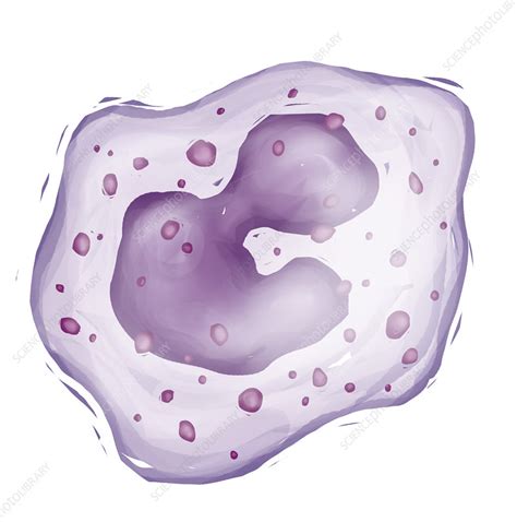 Leukocyte Stock Image F0111762 Science Photo Library