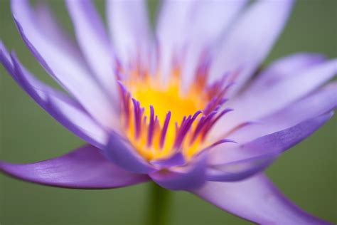 How To Take Amazing Close Up Flower Photos Creative