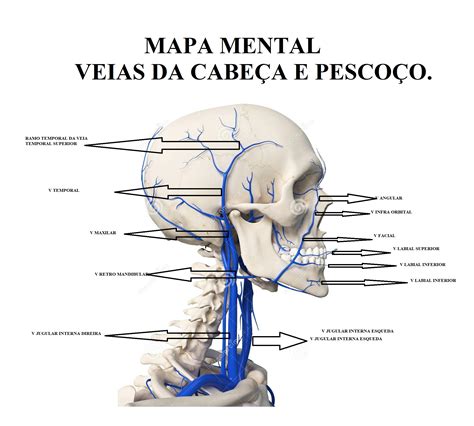 MAPA VEIAS DA CABEÇA E PESCOÇO Anatomia de Cabeça e Pescoço