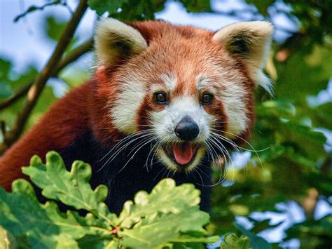 In Video Bristol Zoo Celebrates Ahead Of Red Panda Day With New