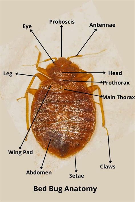 Bed Bugs Guide