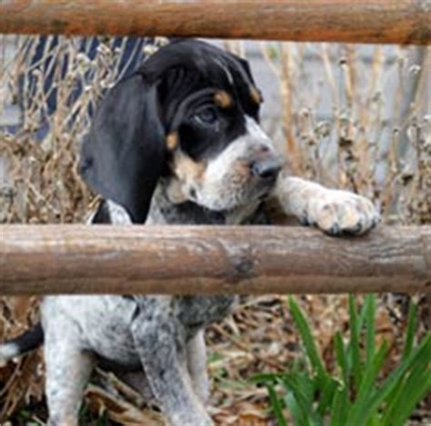 bluetick coonhound breed information