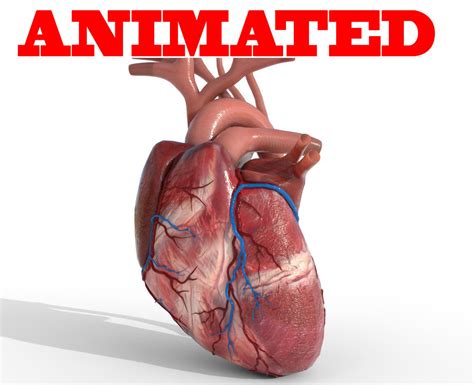 3d Human Heart Animated Cgtrader