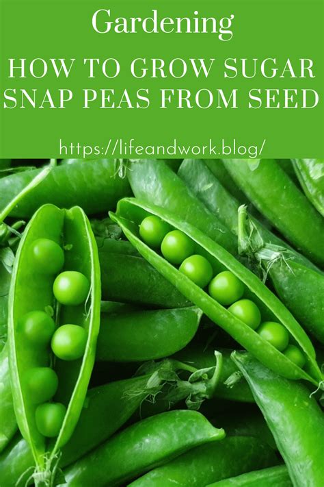 Gardening How To Grow Sugar Snap Peas From Seed