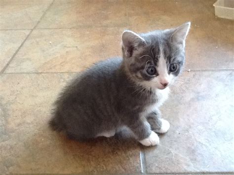 Manx kittens, cats for sale by reputable breeders. Manx X kitten for sale | Aylesbury, Buckinghamshire ...