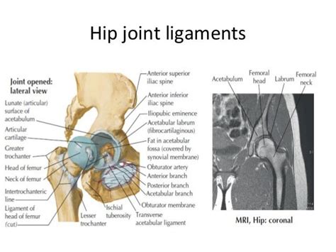 Lower Limb Anatomy Hip And Thigh