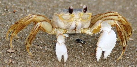 Ghost Crab Sand Crab Facts Habitat Description Characteristics
