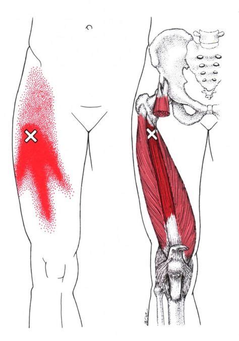 Adductor Longus And Brevis The Trigger Point Referred Pain Guide Trigger Points Muscles