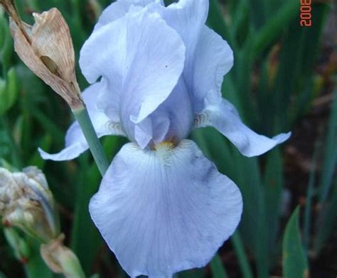 South Pacific Historic Iris Preservation Society