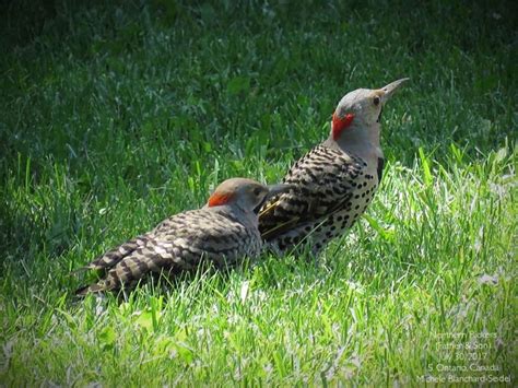 Flickers synonyms, flickers pronunciation, flickers translation, english dictionary definition of flickers. Northern Flickers Papa & Son S. Ontario, Canada Michele ...